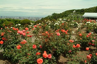 ブライトオンライン ちざきバラ園